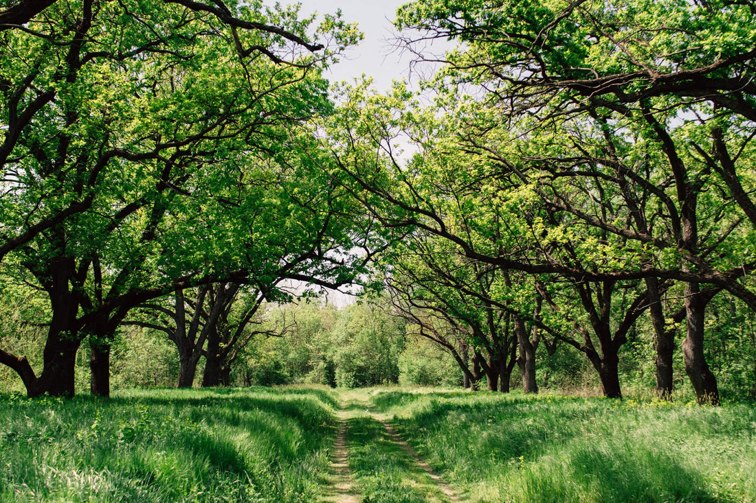 How Nature Can Improve Your Mental Health - MindJournal